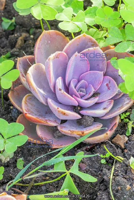 : Echeveria gibbiflora Gloire de Nuremberg : Echeveria gibbiflora Gloire de Nuremberg