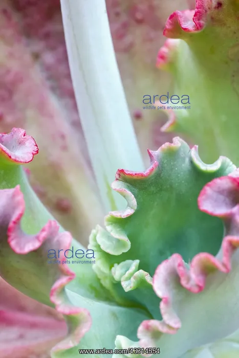 : Echeveria leaves and flower stalk, Norfolk UK : Echeveria leaves and flower stalk, Norfolk UK