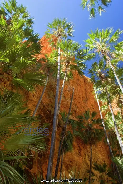 : Echidna Chasm - a very narrow, enchanting slot : Echidna Chasm - a very narrow, enchanting slot