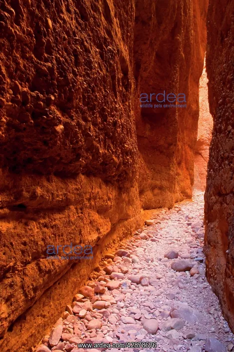 : Echidna Chasm - a very narrow, enchanting slot : Echidna Chasm - a very narrow, enchanting slot