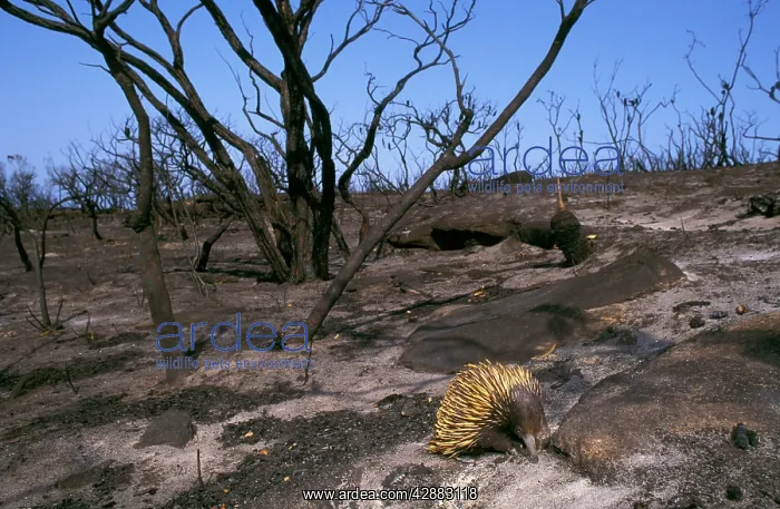 : Echidna - searching for food after bushfire : Echidna - searching for food after bushfire