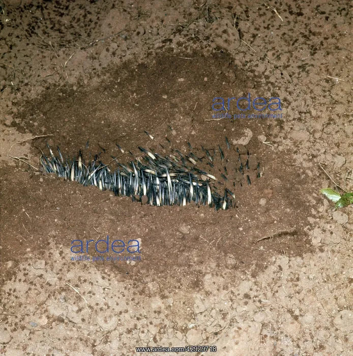  : Echidna  /  Spiny Anteater - burying itself