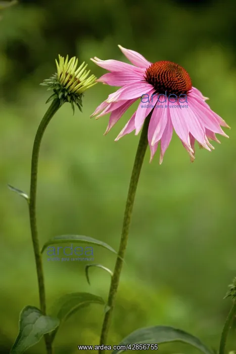 : Echinacea in flower; garden variety: : Echinacea in flower; garden variety: