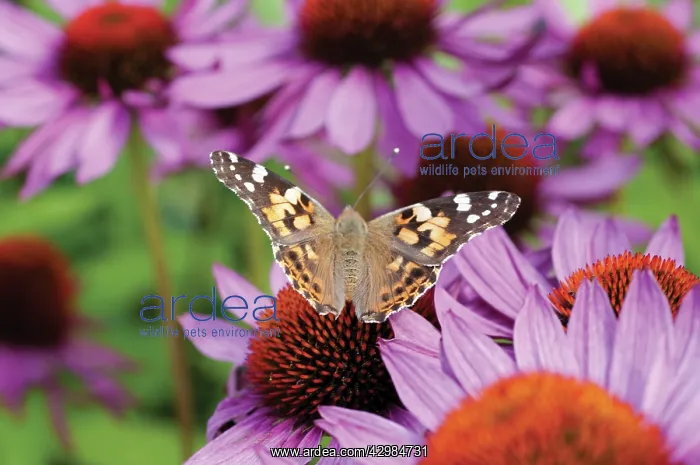 : Echinacea, Purple Coneflower : Echinacea, Purple Coneflower
