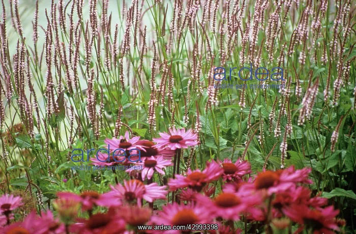 : Echinacea, Purple Coneflower : Echinacea, Purple Coneflower