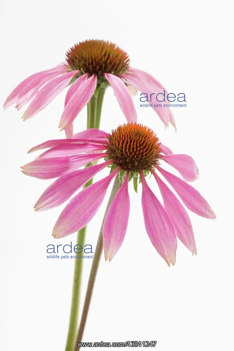 : Echinacea, Purple Coneflower : Echinacea, Purple Coneflower