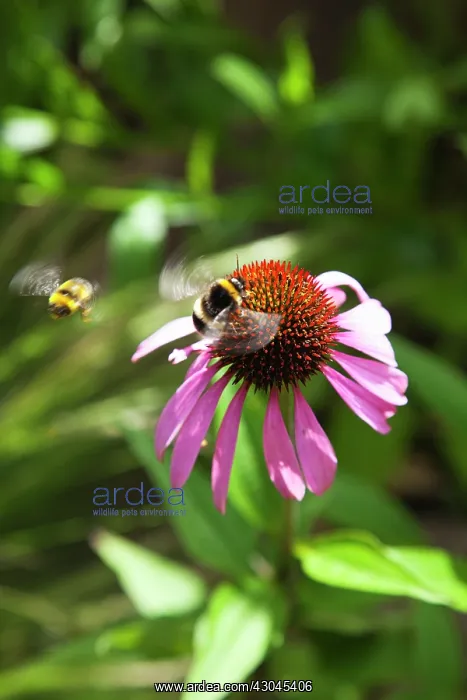 : Echinacea, Purple coneflower : Echinacea, Purple coneflower