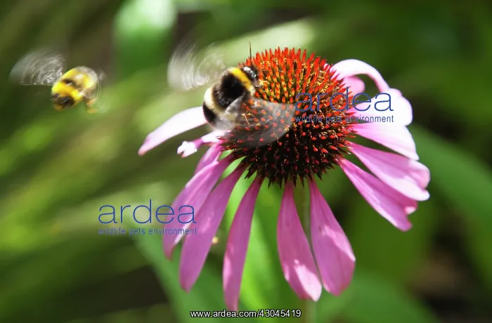 : Echinacea, Purple coneflower : Echinacea, Purple coneflower
