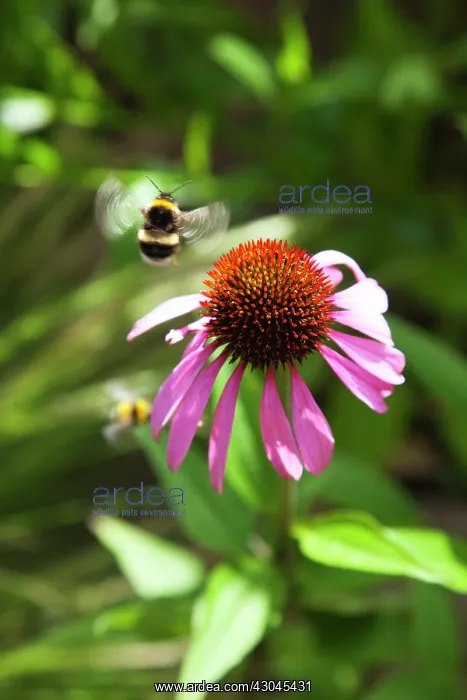 : Echinacea, Purple coneflower : Echinacea, Purple coneflower