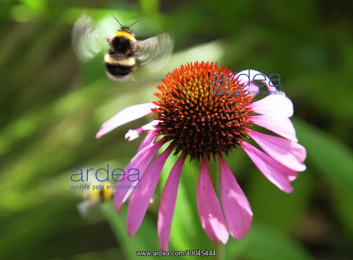 : Echinacea, Purple coneflower : Echinacea, Purple coneflower