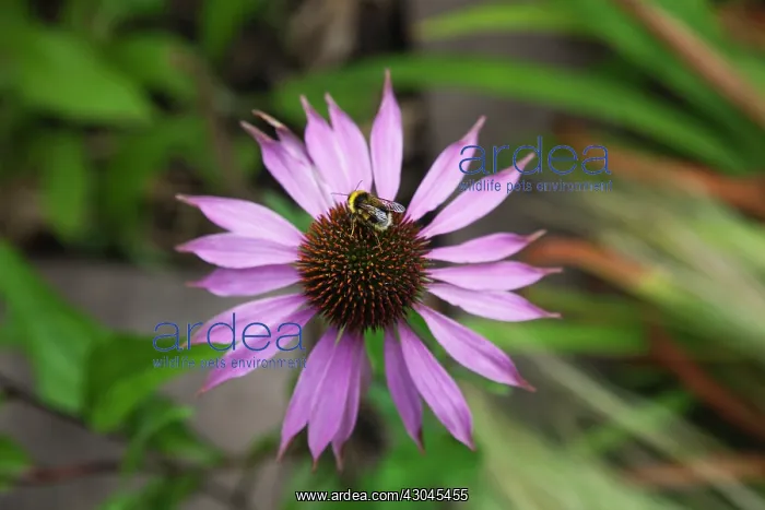 : Echinacea, Purple coneflower : Echinacea, Purple coneflower