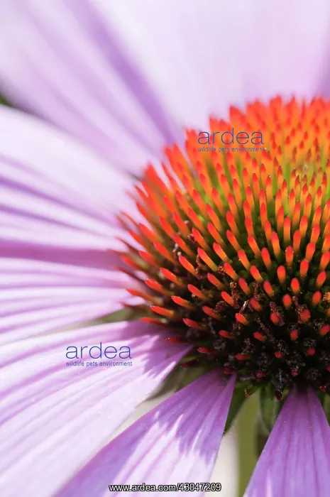 : Echinacea, Purple Coneflower : Echinacea, Purple Coneflower