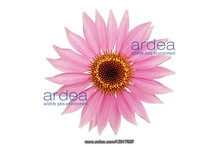 : Echinacea, Purple Coneflower : Echinacea, Purple Coneflower