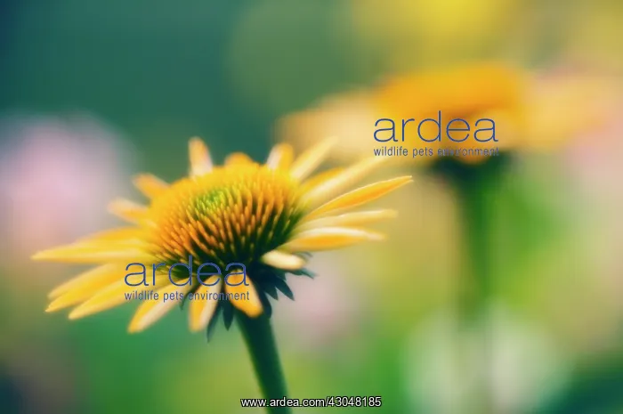 : Echinacea, Purple Coneflower : Echinacea, Purple Coneflower
