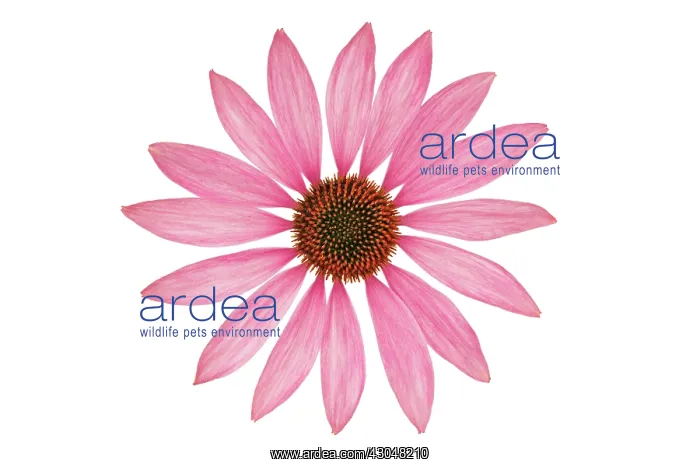 : Echinacea, Purple Coneflower : Echinacea, Purple Coneflower