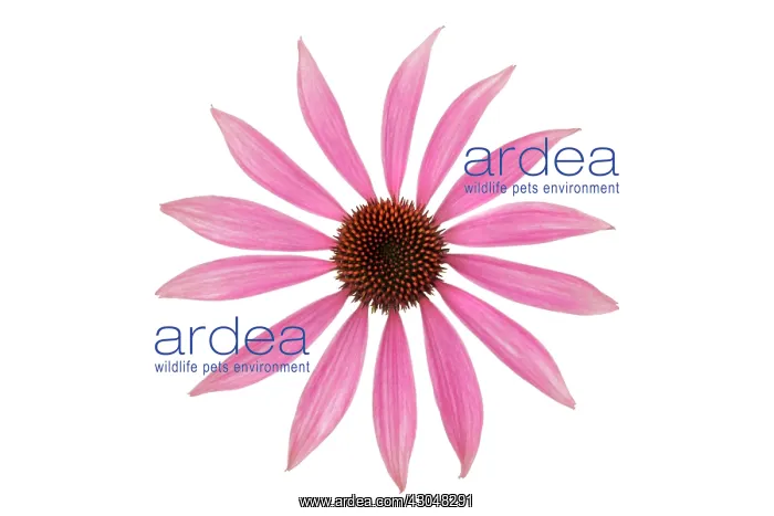 : Echinacea, Purple Coneflower : Echinacea, Purple Coneflower
