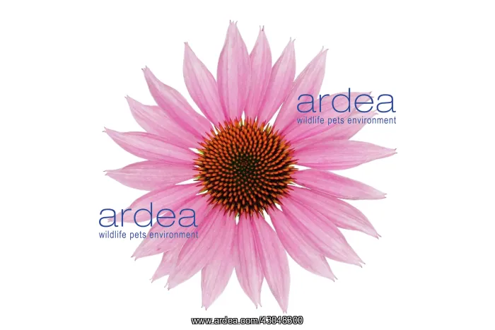 : Echinacea, Purple Coneflower : Echinacea, Purple Coneflower