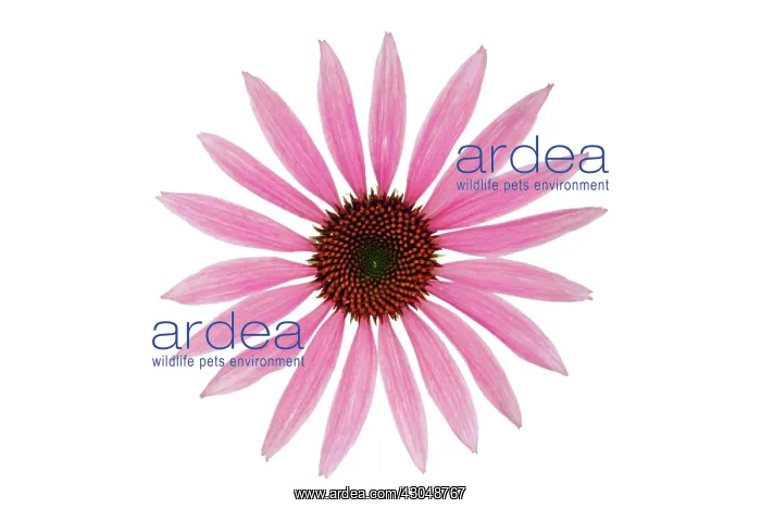 : Echinacea, Purple Coneflower : Echinacea, Purple Coneflower