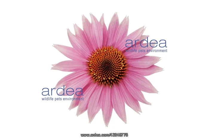 : Echinacea, Purple Coneflower : Echinacea, Purple Coneflower