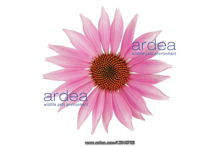 : Echinacea, Purple Coneflower : Echinacea, Purple Coneflower