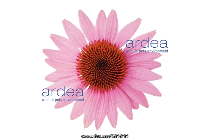 : Echinacea, Purple Coneflower : Echinacea, Purple Coneflower