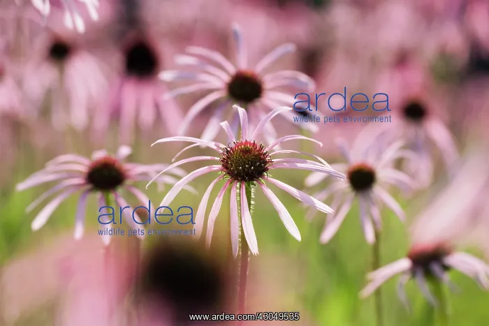 : Echinacea, Purple Coneflower : Echinacea, Purple Coneflower