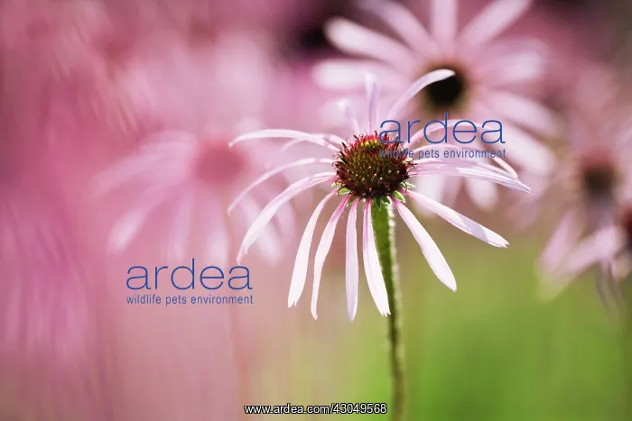 : Echinacea, Purple Coneflower : Echinacea, Purple Coneflower