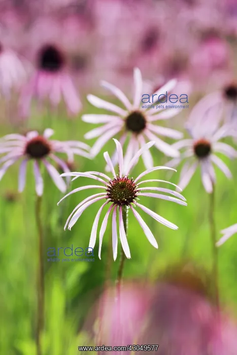 : Echinacea, Purple Coneflower : Echinacea, Purple Coneflower