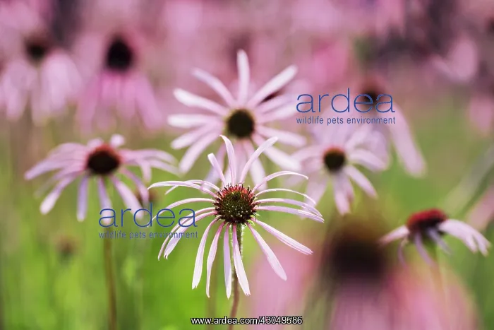 : Echinacea, Purple Coneflower : Echinacea, Purple Coneflower
