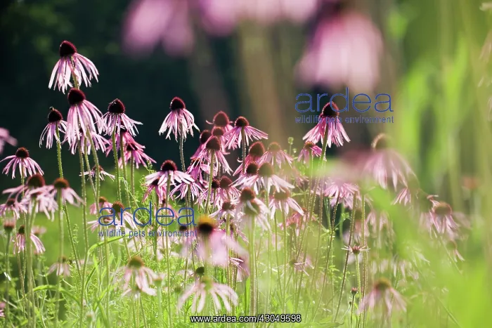 : Echinacea, Purple Coneflower : Echinacea, Purple Coneflower