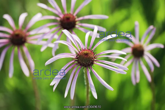 : Echinacea, Purple Coneflower : Echinacea, Purple Coneflower