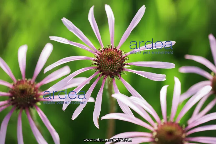  : Echinacea, Purple Coneflower