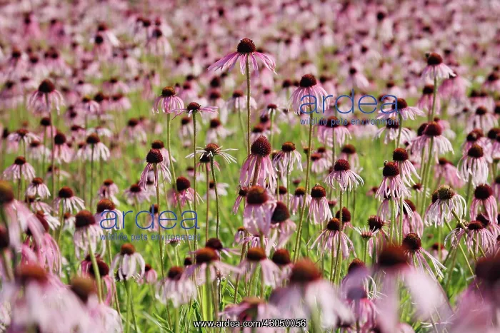 : Echinacea, Purple Coneflower : Echinacea, Purple Coneflower
