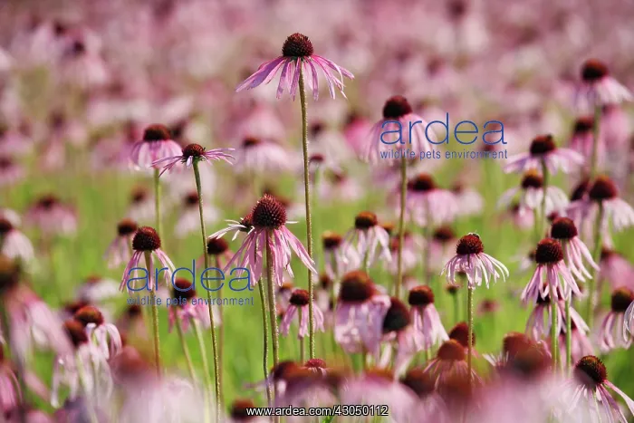 : Echinacea, Purple Coneflower : Echinacea, Purple Coneflower