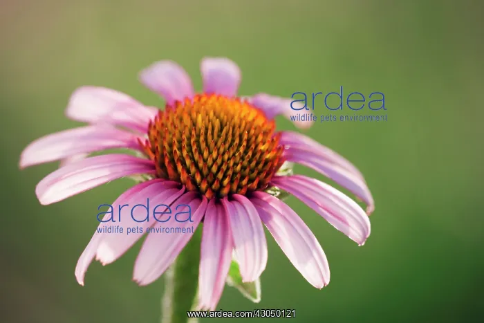 : Echinacea, Purple Coneflower : Echinacea, Purple Coneflower