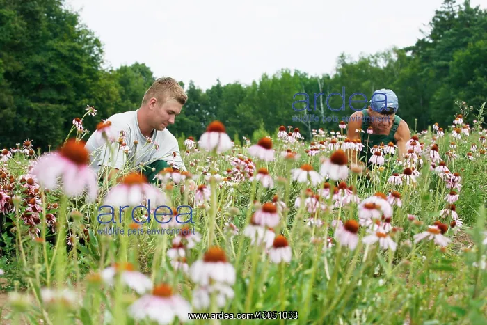 : Echinacea, Purple Coneflower : Echinacea, Purple Coneflower