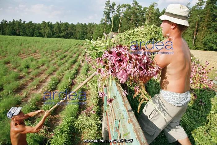 : Echinacea, Purple Coneflower : Echinacea, Purple Coneflower