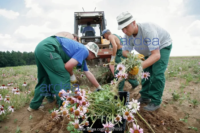 : Echinacea, Purple Coneflower : Echinacea, Purple Coneflower