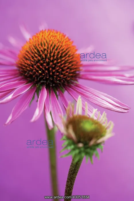 : Echinacea, Purple Coneflower : Echinacea, Purple Coneflower