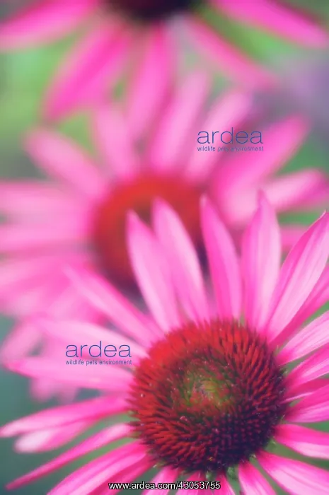 : Echinacea, Purple Coneflower : Echinacea, Purple Coneflower