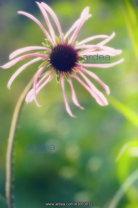  : Echinacea, Purple Coneflower