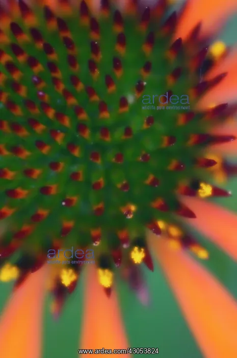  : Echinacea, Purple Coneflower