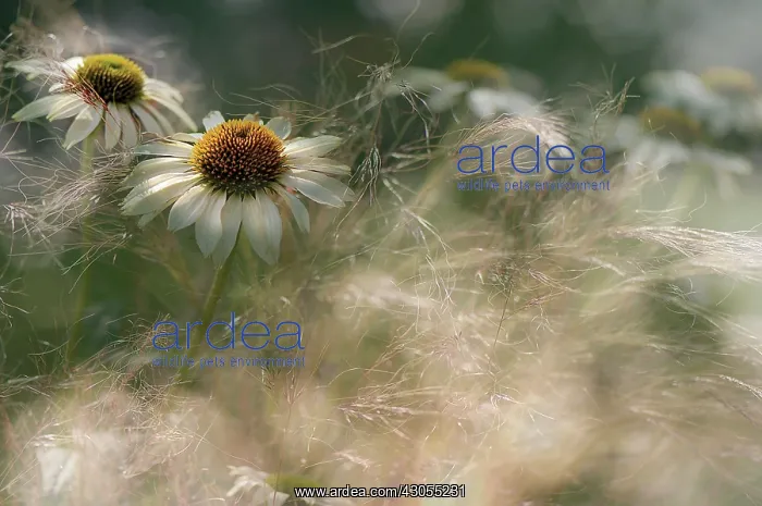 : Echinacea, Purple Coneflower : Echinacea, Purple Coneflower