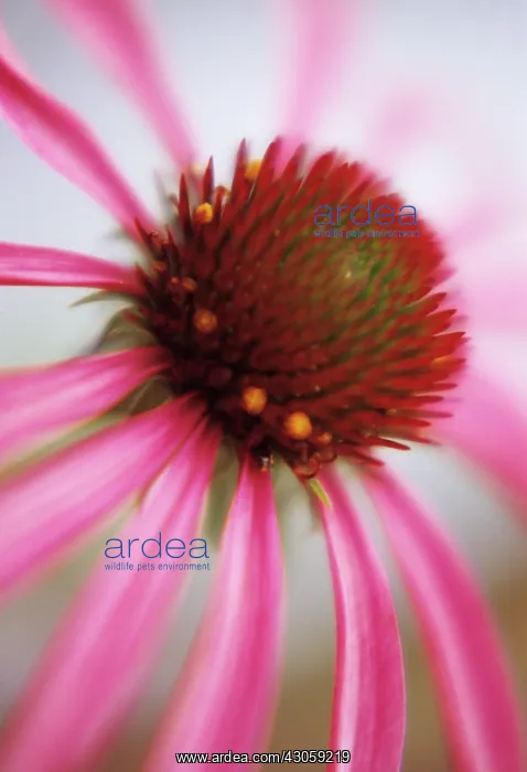 : Echinacea, Purple Coneflower : Echinacea, Purple Coneflower