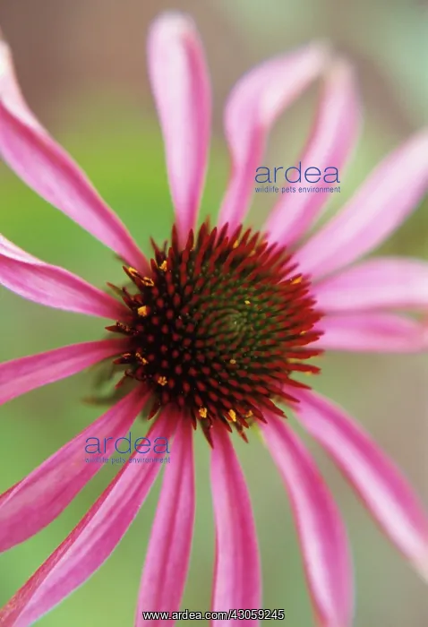  : Echinacea, Purple Coneflower