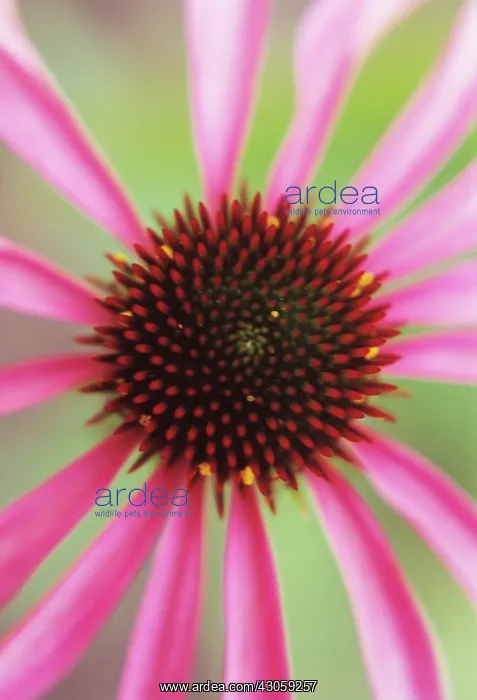 : Echinacea, Purple Coneflower : Echinacea, Purple Coneflower