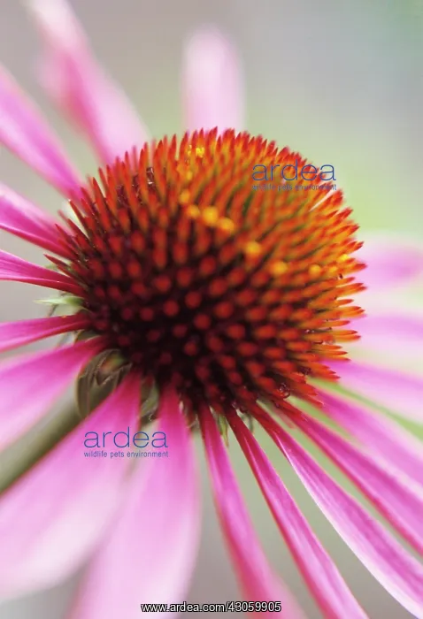 : Echinacea, Purple Coneflower : Echinacea, Purple Coneflower