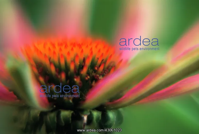 : Echinacea, Purple Coneflower : Echinacea, Purple Coneflower