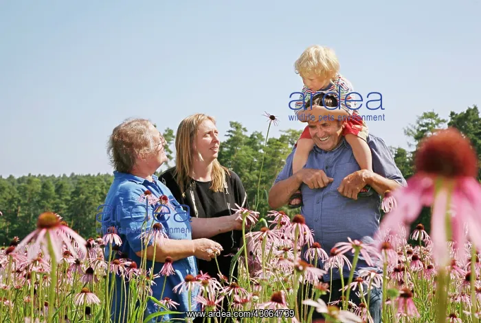 : Echinacea, Purple Coneflower : Echinacea, Purple Coneflower