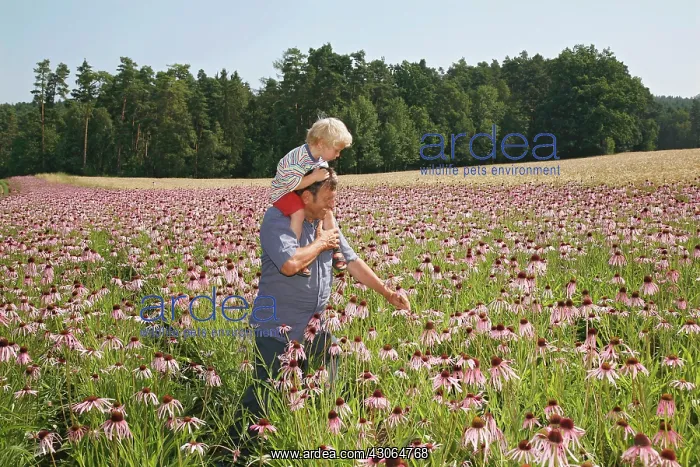 : Echinacea, Purple Coneflower : Echinacea, Purple Coneflower